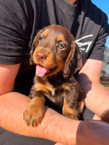 Chocolate tan working cocker ready now