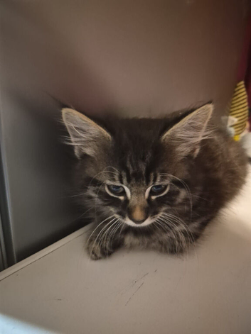 2 tabby kittens for sale