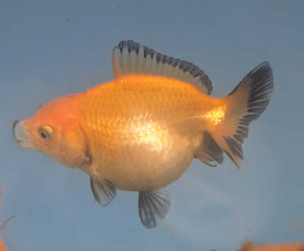 Fancy goldfish