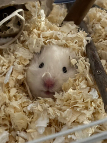 White fluffy Syrian hamster
