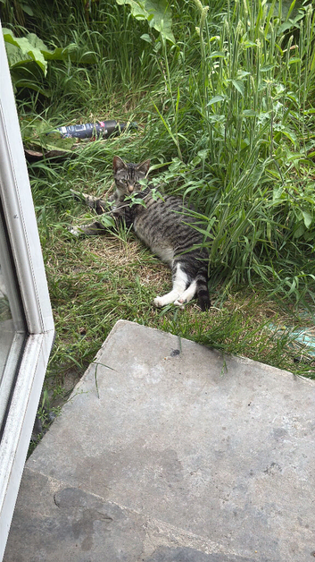 Tabby cats