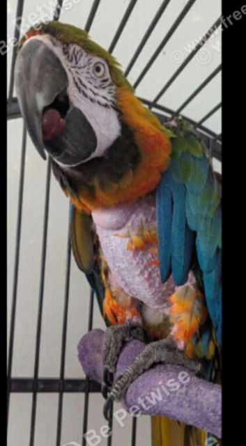Female harlequin macaw