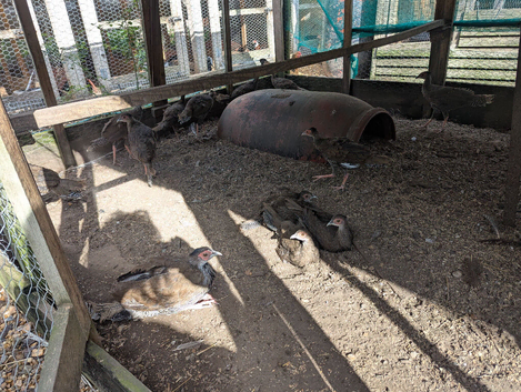 2026 silver pheasants