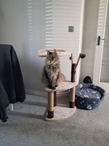 Male main coon
