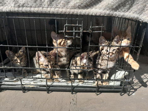 Mixed Bengal kittens
