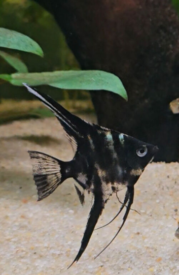 Young marble angel fish