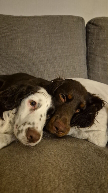 4 sprockerspaniel  READY TO GO !