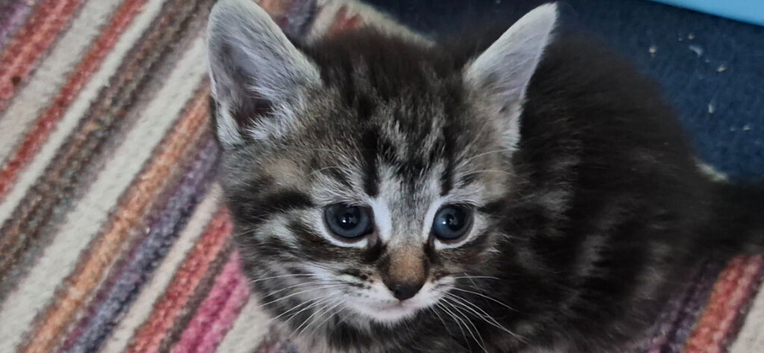 Beautiful kittens