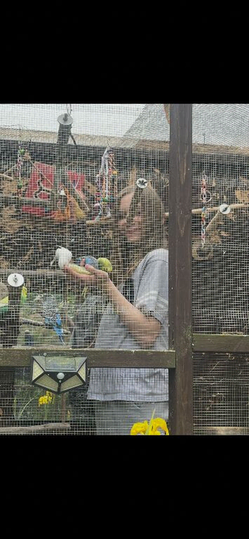 Baby budgies