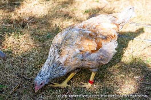 SWEDISH FLOWER HEN - VARIOUS PULLETS - RARE LANDRACE BREED