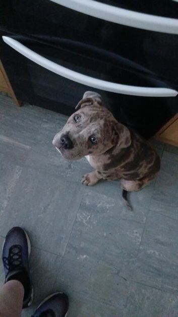 Cane corso x staff puppy