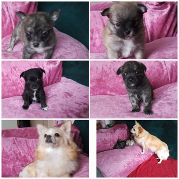 Chiweenie puppy for sale