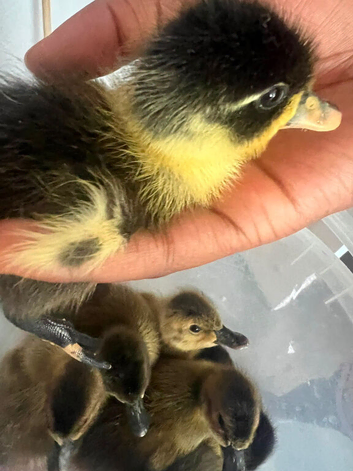 Ducklings