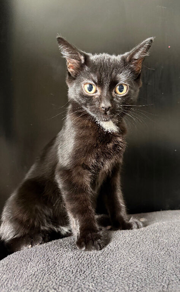 Beautiful kitten ready for a new home