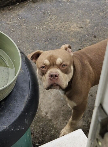 American bully akbc
