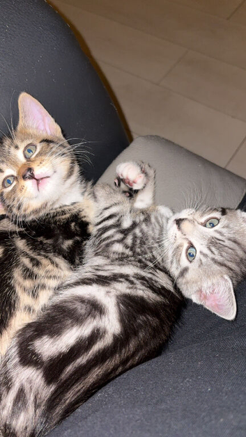 Bengal mixed breed