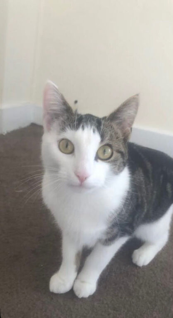 Female cat