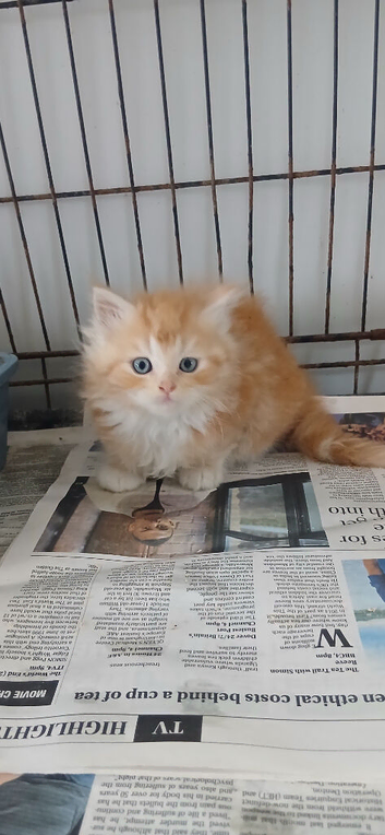 Persian maine coon kittens