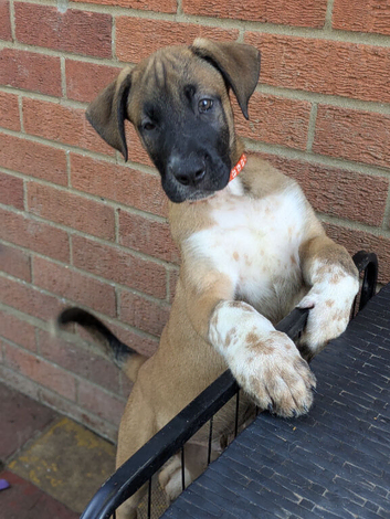 American bulldog x Belgian Malinois pups