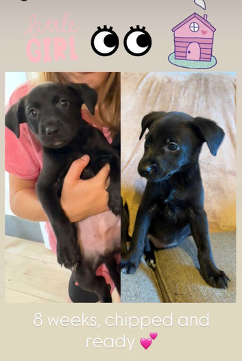 Labrador x collie pup. Ready for new home