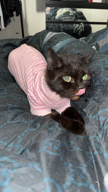 ragdoll x domestic adult cat