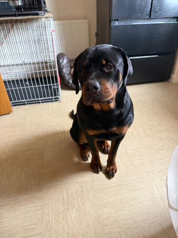 Rottweiler