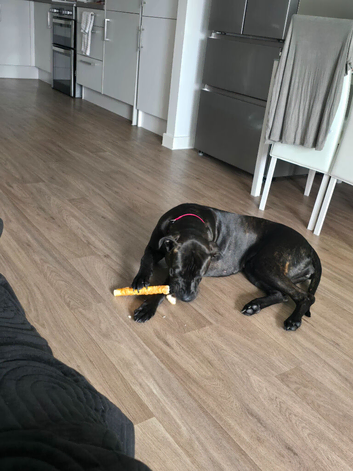 15 Month old cane corso cross