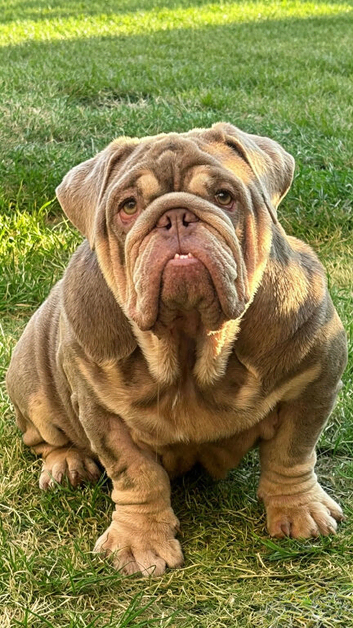 Stunning British Bulldog Lilac & Tan Male