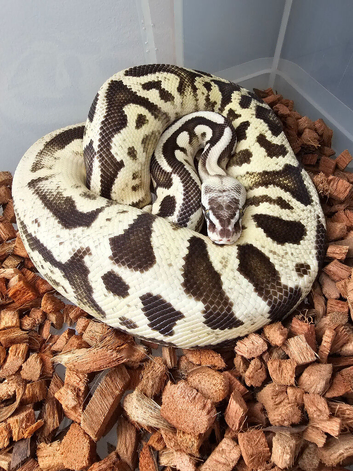 Male adult ball python.