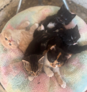 Beautiful well handled kittens