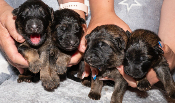 KC QUALITY GERMAN SHEPHERD PUPPIES
