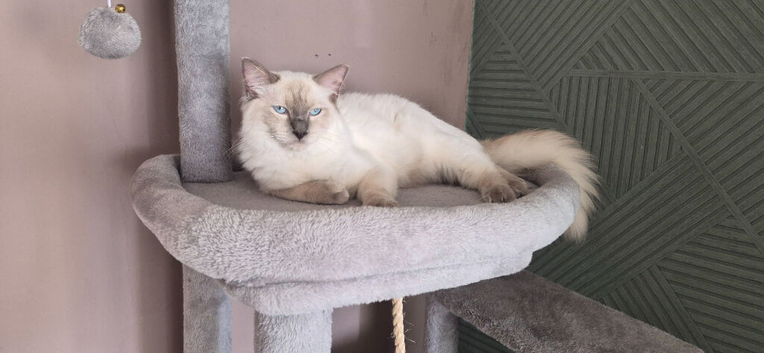 Male ragdoll