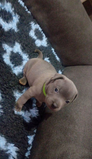 Staffordshire bull terrier
