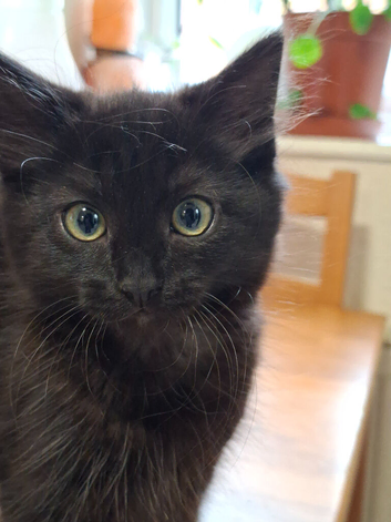 Super cute fluffy black/ brown kittens - OBO