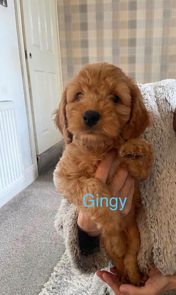 F2B Cockapoo puppies (2 girls, 2 boys)