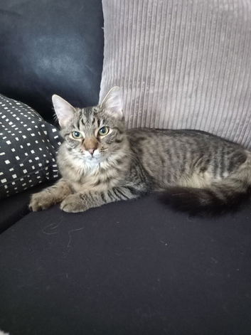 Chewie (Stuart)