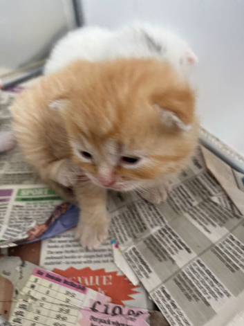 Mixed breed kitten