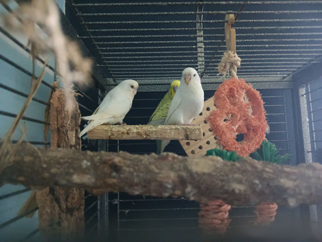 3 budgies and large cage