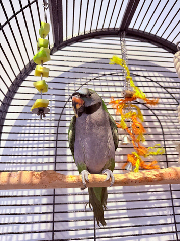 Derbyan parrot needing an experienced home
