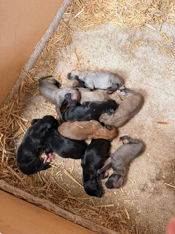 Outstanding Working-Bred Whippet Lurcher Puppies