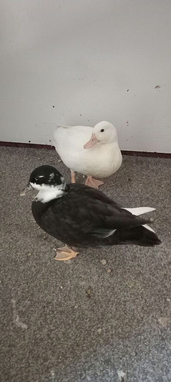 2x call ducks