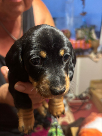 A Litter of Six. 3 boys and 3 Girls
