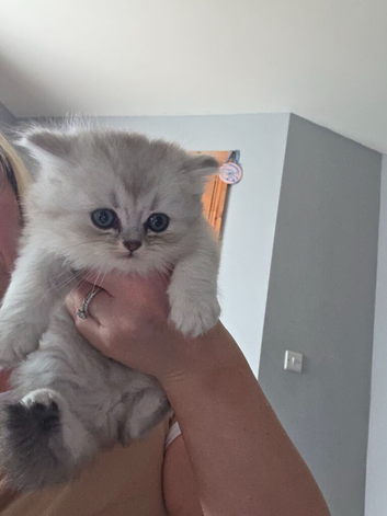 Mixed litter british short hair/longhair ready to go 9th of october