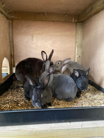 Mini Rex crosses