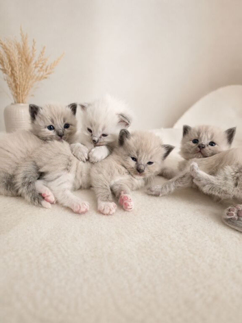 Ragdoll kittens