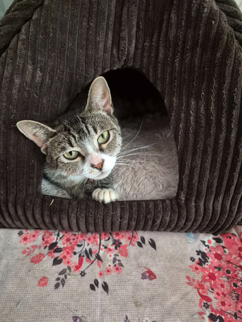 Beautiful Tabby Girl