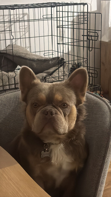 French bulldog pups