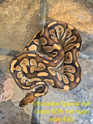 Royal python and Leopard Geckos for sale