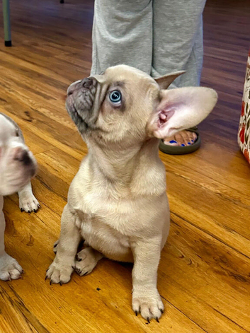 Last 2 of liter looking for forever homes