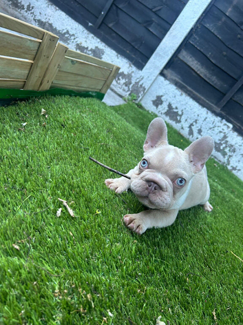 French bulldog